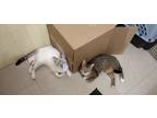 Adopt Kyoto and Kazuki a White (Mostly) Siamese (short coat) cat in Fort