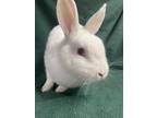 Adopt Eclipse a Albino or Red-Eyed White Netherland Dwarf / Mixed (short coat)