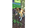 Adopt Portland $450 a Hound (Unknown Type) / Mixed dog in West Milwaukee