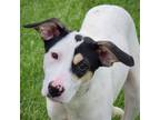 Adopt Emmi a Tricolor (Tan/Brown & Black & White) Cattle Dog / Rat Terrier /