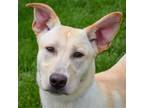 Adopt Funky a Tan/Yellow/Fawn - with White Labrador Retriever / German Shepherd