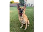 Adopt Allie a Tan/Yellow/Fawn German Shepherd Dog / Mixed dog in Gilbert