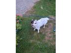Adopt Daisy Dixon a White - with Black Australian Cattle Dog / Mixed dog in