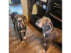 Adopt Freya & Lilah a Gray/Silver/Salt & Pepper - with White Great Dane / Mixed