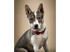 Adopt Daisy 'Dee' a White Husky / Mixed Breed (Medium) / Mixed (short coat) dog