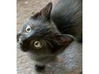Adopt Shepherd a All Black Domestic Shorthair / Mixed (short coat) cat in