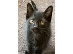 Adopt Sterling a Black (Mostly) Domestic Shorthair / Mixed (short coat) cat in