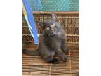 Adopt Soyer a All Black Domestic Shorthair / Mixed (short coat) cat in Herndon