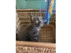 Adopt Satina a All Black Domestic Mediumhair / Mixed (medium coat) cat in