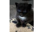 Adopt Sapphire a All Black Domestic Mediumhair / Mixed (medium coat) cat in
