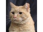 Adopt Nelson (& Willy) bonded a Orange or Red Maine Coon / Mixed (medium coat)