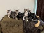 Adopt 6 unnamed m/f kittens a Tiger Striped American Shorthair / Mixed (short