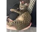 Adopt Peeta a Spotted Tabby/Leopard Spotted Bengal / Mixed (short coat) cat in