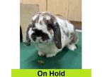 Adopt Mochi a White Mini Lop / Satin / Mixed (short coat) rabbit in Eugene