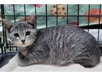 Adopt Liza a Domestic Shorthair / Mixed (short coat) cat in Darlington