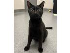Adopt Monarch a Domestic Shorthair / Mixed cat in Sheboygan, WI (41564572)