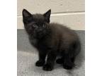 Adopt Black Shallowtail a Domestic Shorthair / Mixed cat in Sheboygan