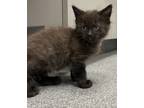 Adopt Blue Morpho a Domestic Shorthair / Mixed cat in Sheboygan, WI (41564569)