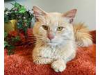 Adopt Nacho a Tan or Fawn (Mostly) Domestic Mediumhair / Mixed (medium coat) cat