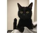 Adopt Fairy Mary a Domestic Shorthair / Mixed cat in Sheboygan, WI (41564568)