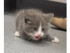 Adopt Rumble a Domestic Shorthair / Mixed cat in Sheboygan, WI (41564565)