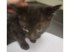 Adopt Rosetta a Domestic Shorthair / Mixed cat in Sheboygan, WI (41564564)