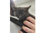 Adopt Fawn a Domestic Shorthair / Mixed cat in Sheboygan, WI (41564563)