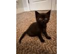 Adopt Mavis a All Black Domestic Shorthair (short coat) cat in Marion