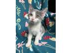 Adopt Willy a Gray or Blue (Mostly) American Shorthair / Mixed (short coat) cat