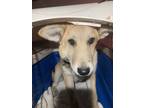 Adopt Serafina a Labrador Retriever / Mixed dog in Houston, TX (41564554)