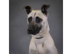Adopt Bucky a Shepherd (Unknown Type) / Mixed dog in Houston, TX (41564552)