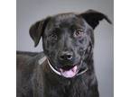 Adopt Luciana a Rhodesian Ridgeback / Chow Chow / Mixed dog in Houston