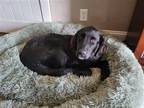 Adopt Merritt a Flat-Coated Retriever / Mixed dog in Germantown, OH (41562882)