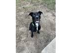 Adopt Jax a Black - with White Mutt / Mixed dog in Belmont, MI (41564547)