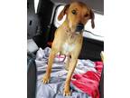 Adopt LACEY LOVES PEOPLE a Tan/Yellow/Fawn Rhodesian Ridgeback / Mixed dog in