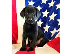Adopt BLACK LAB MIX PUPPIES a Black Labrador Retriever / Mountain Cur / Mixed