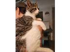 Adopt Reacher a Calico or Dilute Calico American Shorthair (short coat) cat in