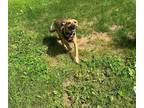 Adopt Njiya a Red/Golden/Orange/Chestnut - with Black Black Mouth Cur / Mixed