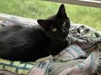 Adopt Loki a All Black American Shorthair / Mixed (short coat) cat in Arlington