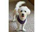 Adopt Gigi D4576 a White Poodle (Standard) / Mixed dog in Fremont, CA (41564490)