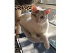 Adopt Kallie S. a White (Mostly) Domestic Shorthair / Mixed (short coat) cat in