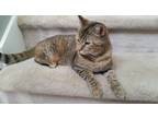 Adopt Trivia a Calico or Dilute Calico Calico / Mixed (short coat) cat in