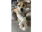 Adopt Wyatt a Boxer / Mixed dog in Spring Lake, NC (41564348)