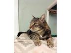 Adopt Arnie a Tiger Striped Domestic Shorthair cat in Arlington, WA (41563047)