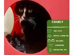 Adopt Charly a Black & White or Tuxedo Domestic Shorthair cat in Arlington