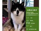 Adopt Lola Lily a Black & White or Tuxedo Domestic Shorthair cat in Arlington