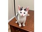 Adopt BW a Domestic Shorthair / Mixed (short coat) cat in Lawrenceville