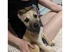 Adopt Jake a Tan/Yellow/Fawn Black Mouth Cur / Mixed dog in Austin