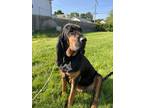 Adopt Kimber a Black - with Tan, Yellow or Fawn Bloodhound / Mixed dog in