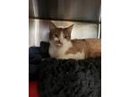 Adopt Chester a Orange or Red Domestic Shorthair / Mixed Breed (Medium) / Mixed
